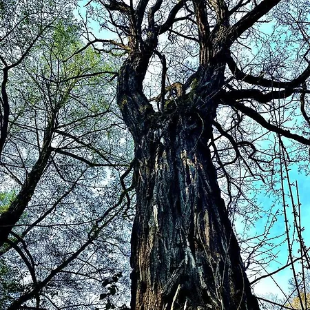 Mini-hôtel Fakanalas Fogado *