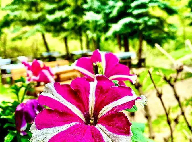 Fakanalas Fogado 宾馆 *