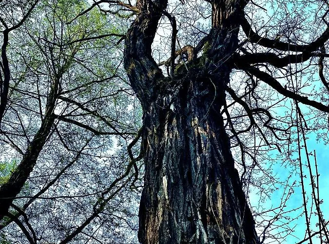 宾馆 Fakanalas Fogado *