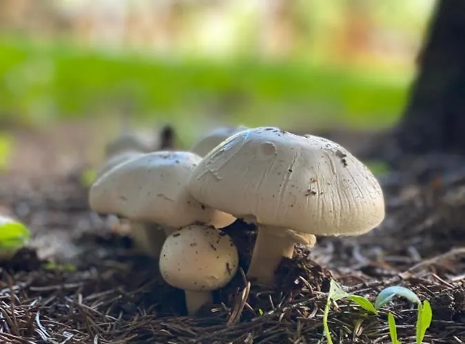 Fakanalas Fogado 宾馆 Pásztó